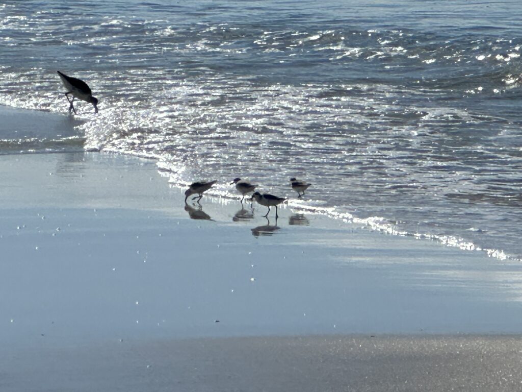 Sandpiper Properties of Mexico Beach